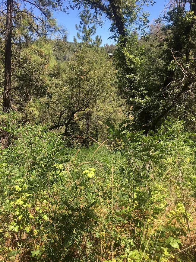 The Shutamul Bear River Preserve near Auburn, Placer County, encompasses 40 acres and is considered "the" best habitat for the dogface butterfly. (Photo by Fran Keller)