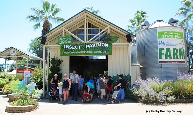 Visitors wander in and out of the California State Fair's Insect Pavilion. The 2017 fair ends July 30. (Photo by Kathy Keatley Garvey)