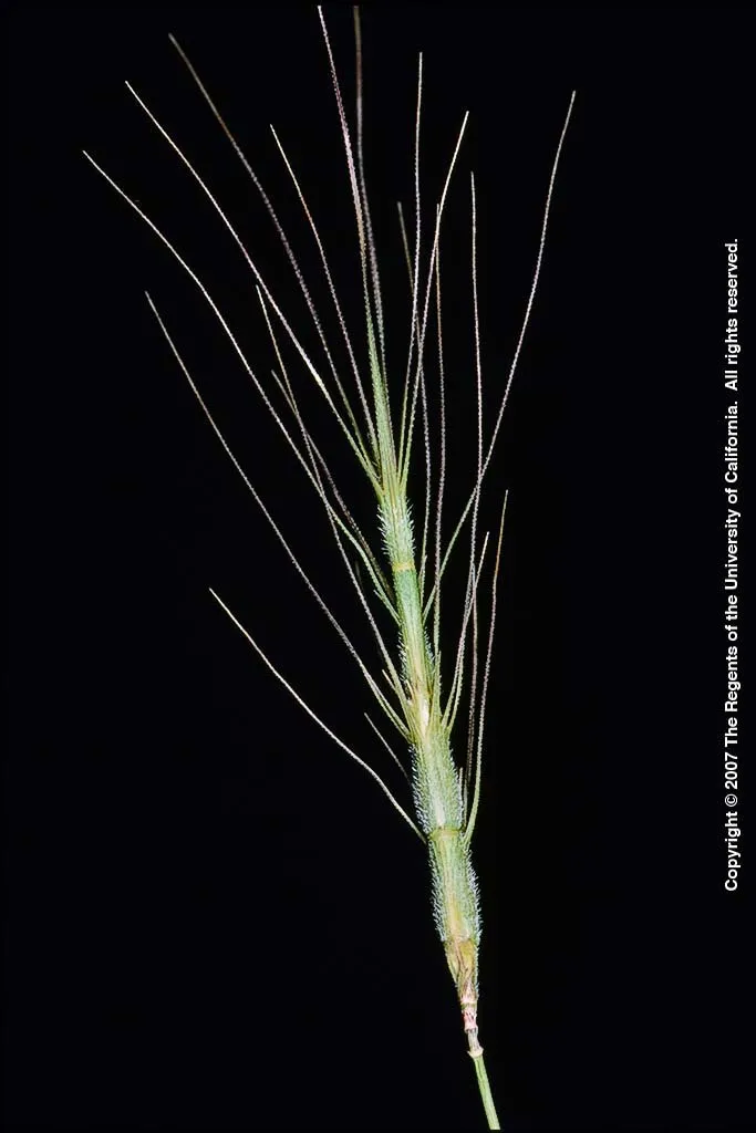 Barbed Goatgrass