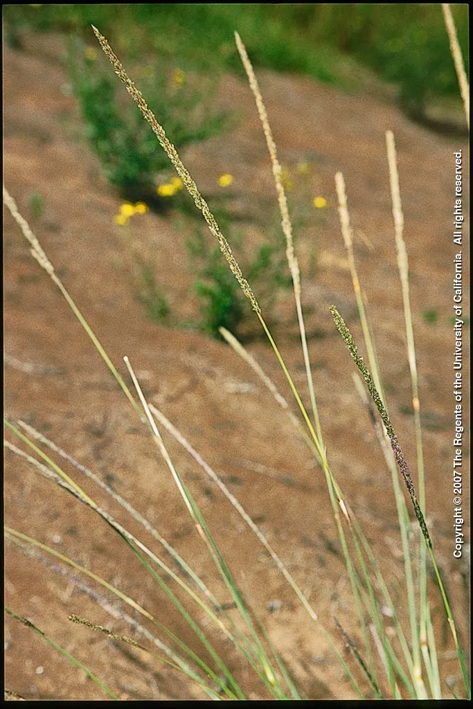 Smutgrass