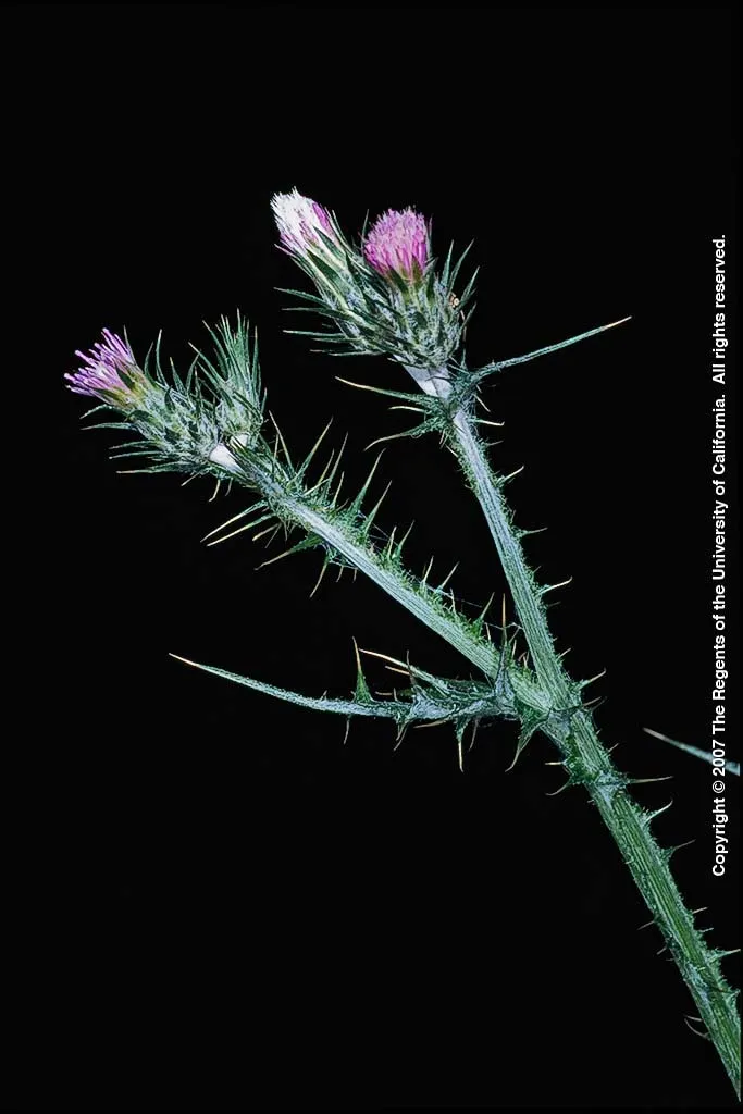 Italian Thistle