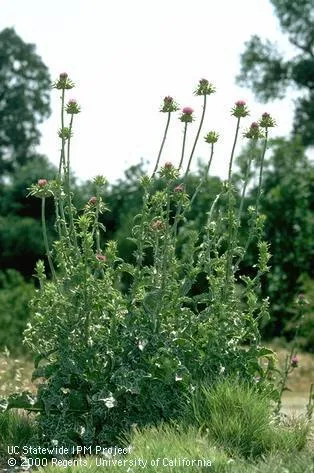 Milkthistle