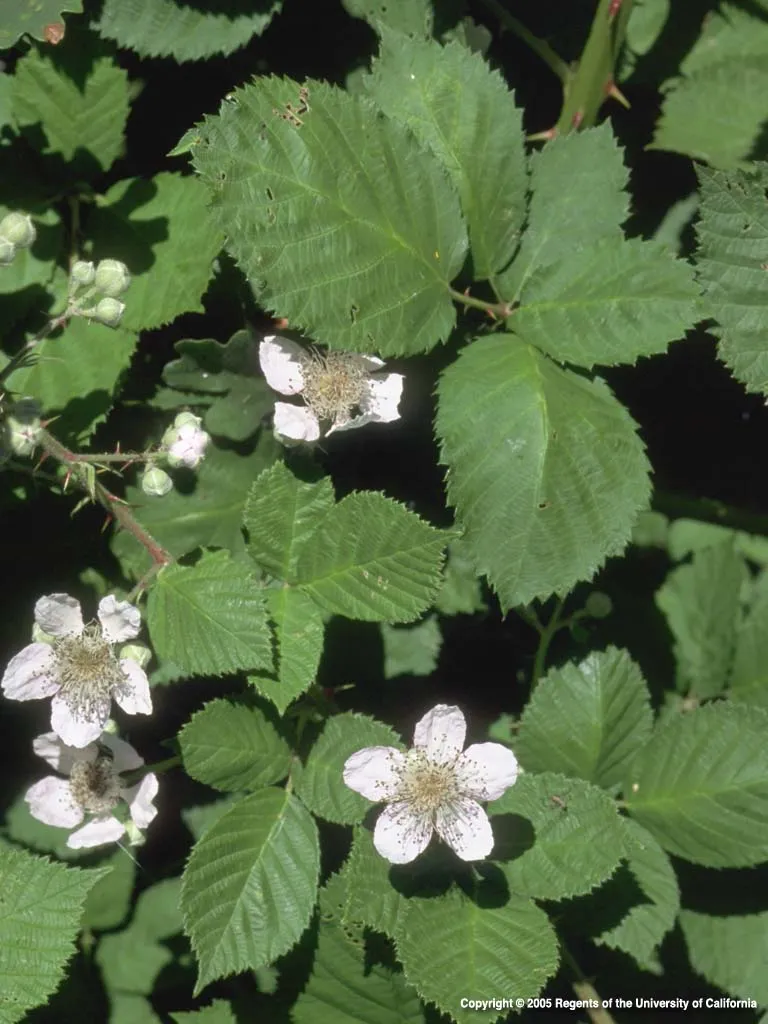 Himalayan Blackberry