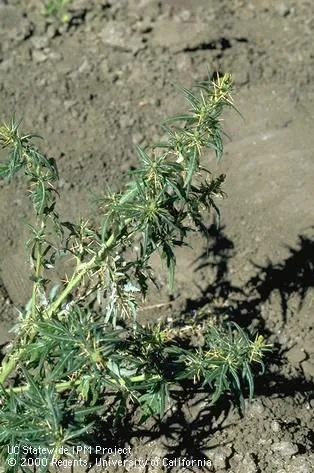 Spiny Cocklebur