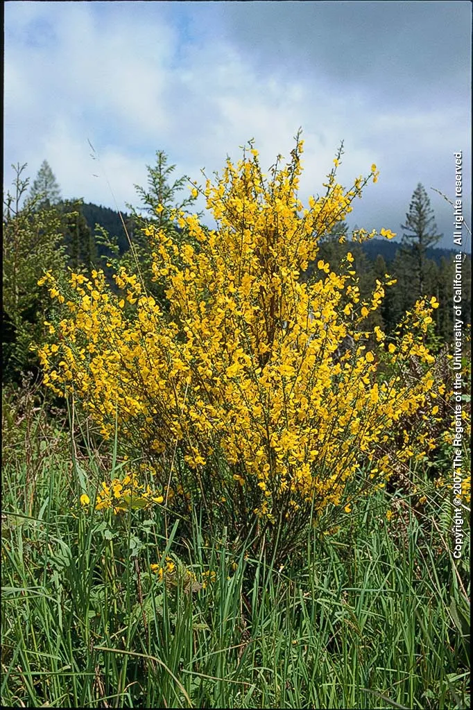 Scotch broom