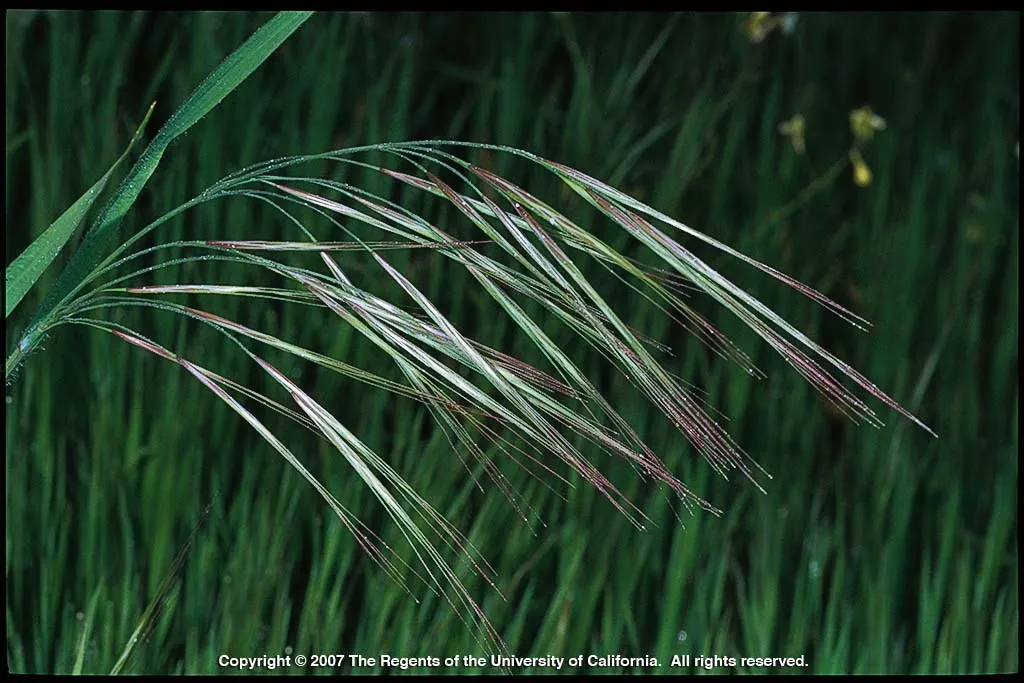 Ripgut Brome