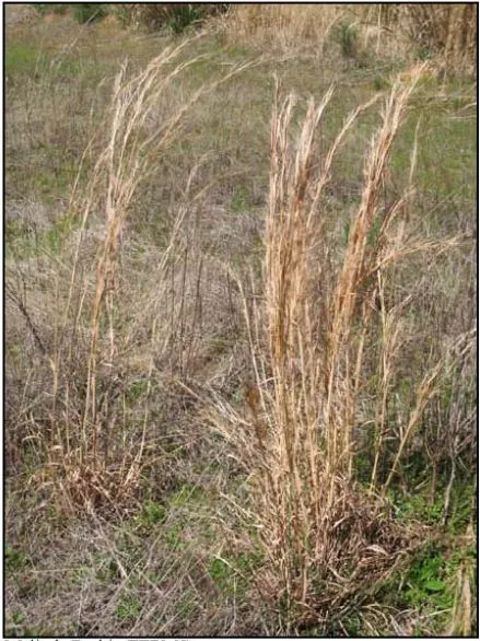 Broomsedge