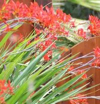 Crocosmia