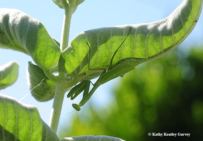 After her meal, the praying mantis climbs toward the top of the milkweed to look for more "meal movement." (Photo by Kathy Keatley Garvey)