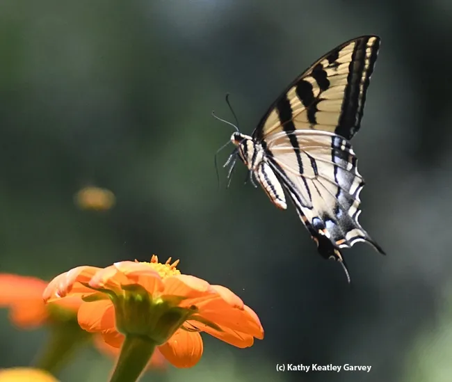 This Western tiger swallowtail, targeted by male longhorn bees, takes flight. (Photo by Kathy Keatley Garvey)