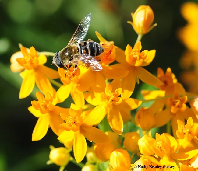 A female Eristalis stipator (as identified by Martin Hauser of the California Department of Food and Agriculture, foraging on tropical milkweed. (Photo by Kathy Keatley Garvey)