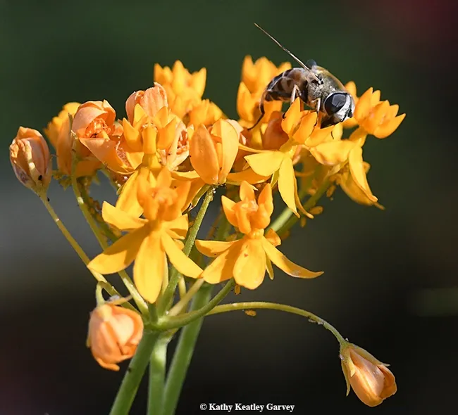 The female Eristalis stipator peers at the photographer. (Photo by Kathy Keatley Garvey)