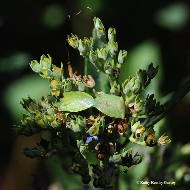 Two stink bugs on a bluebeard,Caryopteris x clandonensis. (Photo by Kathy Keatley Garvey)
