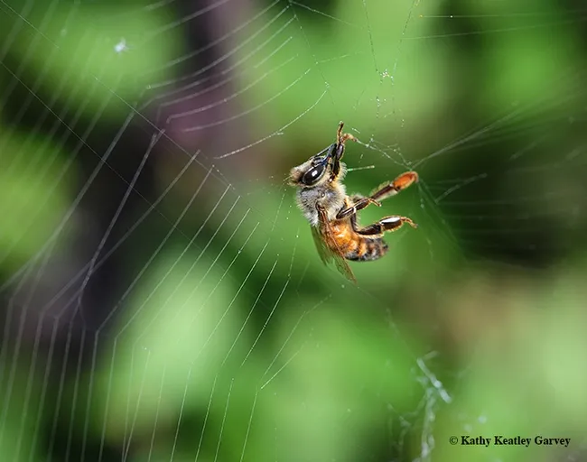 A honey bee trapped in a web (and freed by the photographer). It was the spider's second catch of the day. (Photo by Kathy Keatley Garvey)