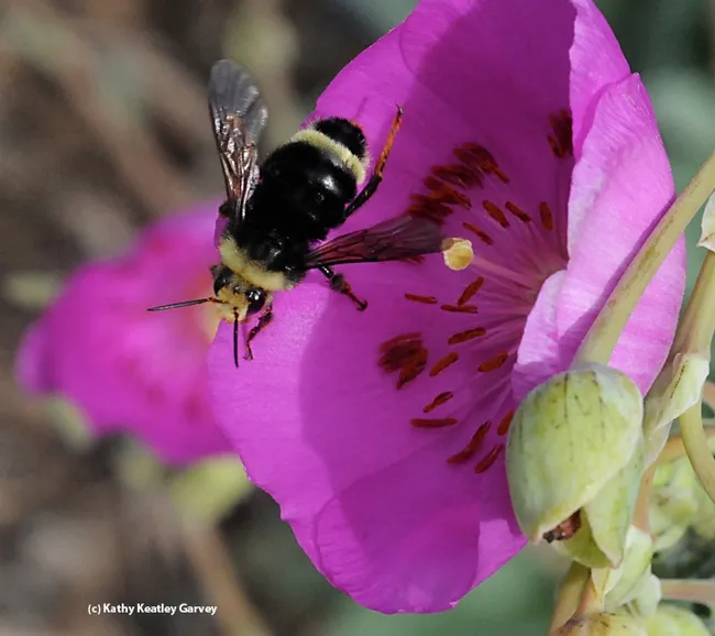 A yellow-faced bumble bee, Bombus vosnesenskii, leaves a rockpurslane blossom. (Photo by Kathy Keatley Garvey)