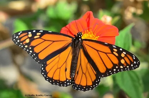 The monarch is one of Jeff Smith's favorite butterflies so a monarch motif appeared on his surprise birthday cake. (Photo by Kathy Keatley Garvey)