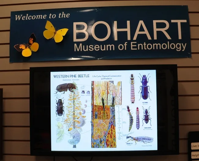 A computer monitor at the Bohart Museum displays information about Western pine beetles. (Photo by Kathy Keatley Garvey)