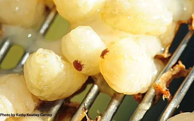 Varroa mites on drone pupae. (Photo by Kathy Keatley Garvey)