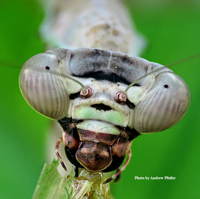 This amazing photo is an adult female Parasphendale affinis. (Photo by Andrew Pfeifer)