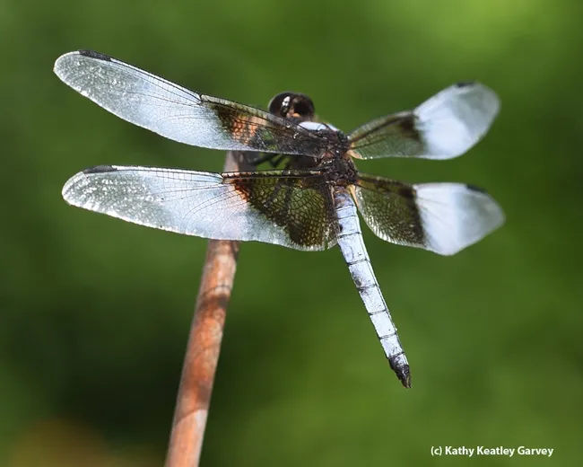 Close-up of mature male Libellula luctuosa, aka “Widow Skimmer." This one was recently mated.(Photo by Kathy Keatley Garvey)