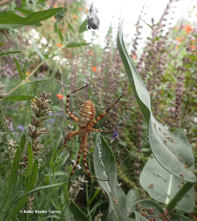 See the freeloader fly, family Milichiidae, feasting on the wrapped bee? Below it: the banded garden spider, Argiope trifasciata. (Photo by Kathy Keatley Garvey)