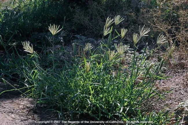 Picture1 Feather fingergrass plant (Photo J. M. DiTomaso)