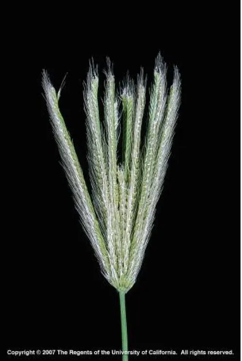 Picture2 Feather fingergrass inflorescence (Photo J. M. DiTomaso)