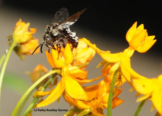 A cuckoo bee, Xeromelecta californica, sips nectar from a tropical milkweed, Asclepias curassavica, in Vacaville, Calif. (Photo by Kathy Keatley Garvey)