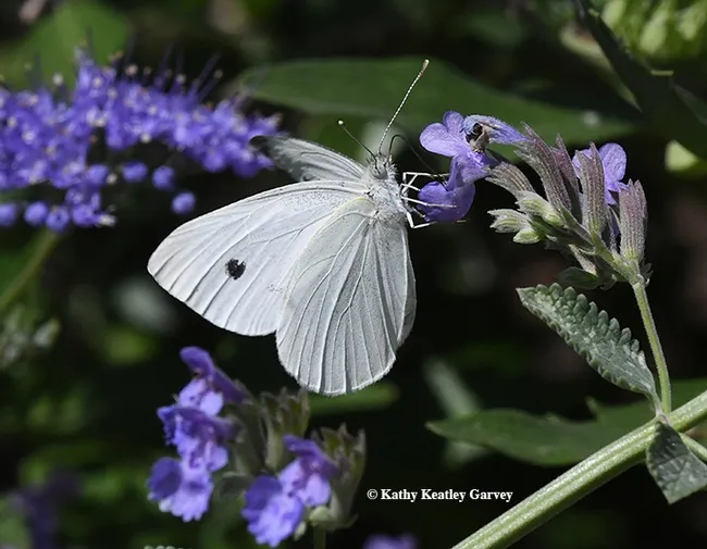 A cabbage white butterfly, Pieris rapae, nectaring on catmint. (Photo by Kathy Keatley Garvey)