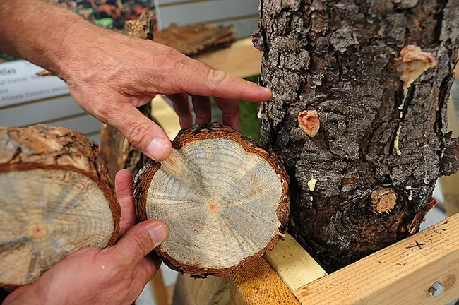 This is staining to a cross section of ponderosa pine, Pinus ponderosa, by a blue-staining fungus carried by the western pine beetle, Dendroctonus brevicomis. In the background: pitch tubes around the entrance holes of western pine beetle, Dendroctonus brevicomis, on the bark surface of ponderosa pine, Pinus ponderosa.(Photo by Kathy Keatley Garvey)