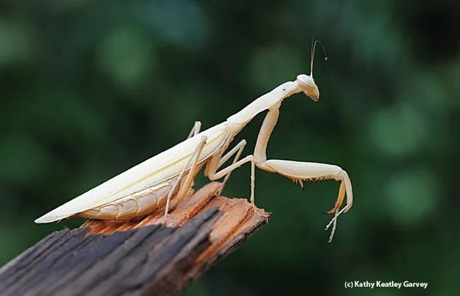 The European praying mantis, Mantis religiosa, ponders her next move. (Photo by Kathy Keatley Garvey)