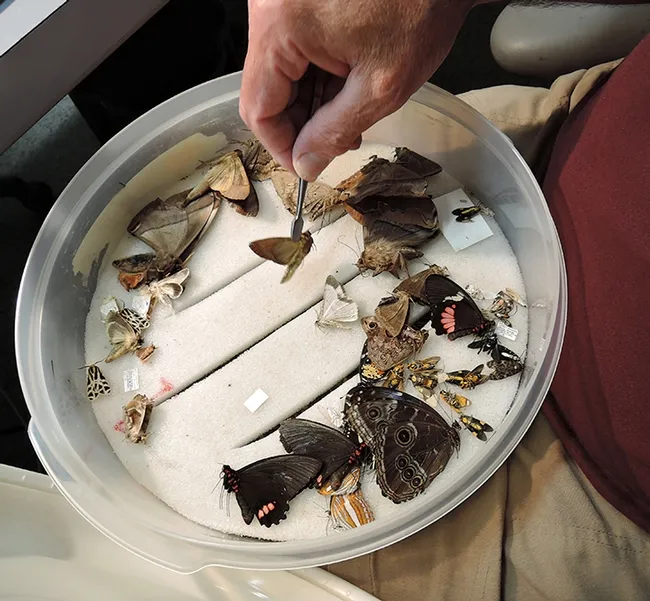 Entomologist Jeff Smith uses forceps to retrieve a specimen from his Lepitopdera tray during his demonstration at the Bohart Museum of Entomology open house. (Photo by Kathy Keatley Garvey)