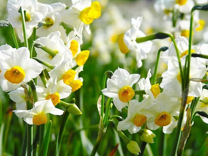 daffodils