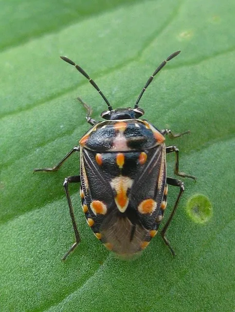 Bagrada Bug