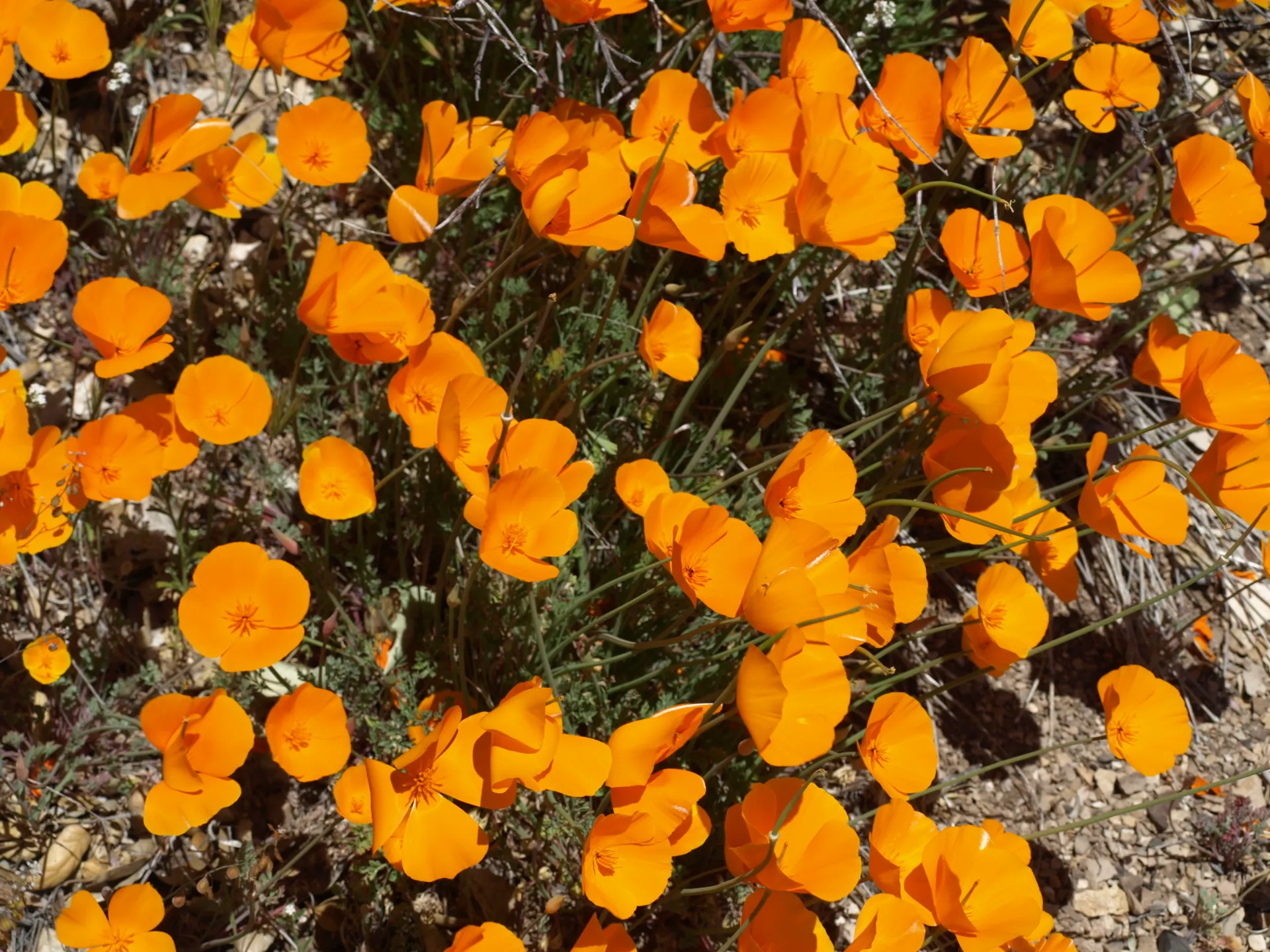 California Poppies