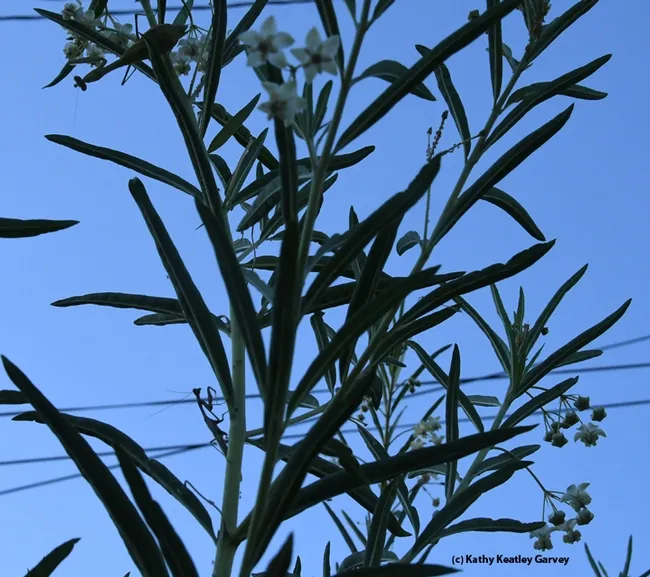 Early morning silhouette: Find the two praying mantids. There's a female and a male clinging to the milkweed. (Photo by Kathy Keatley Garvey)