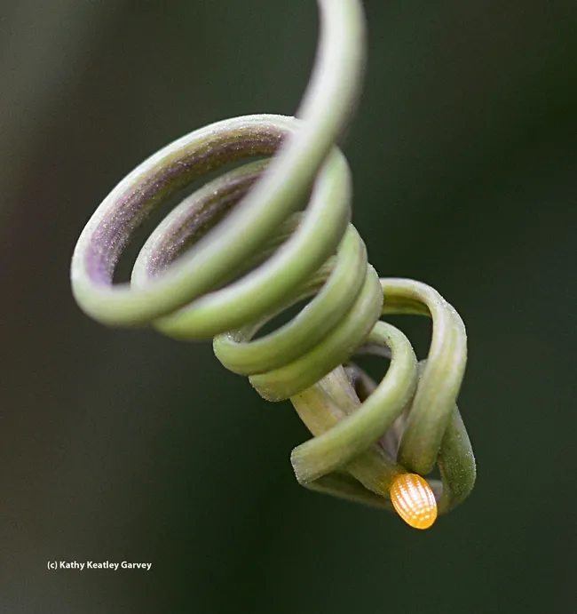 A Gulf Fritillary egg on the tendrils of the passionflower vine (Passiflora). (Photo by Kathy Keatley Garvey)