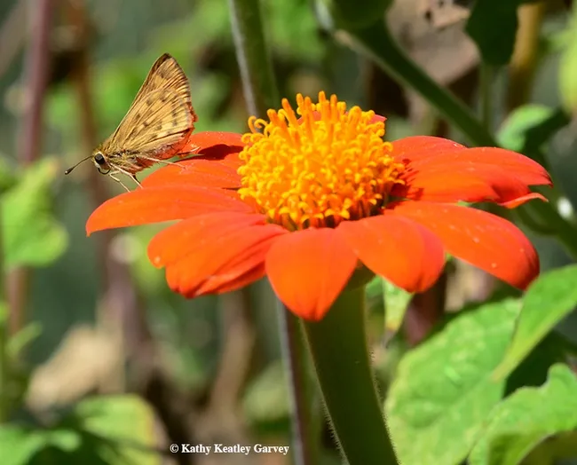 A skipper, Hesperiidae, hangs out on the Tithonia. (Photo by Kathy Keatley Garvey)