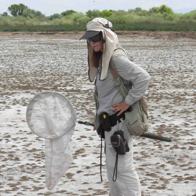 Leslie Saul-Gershenz doing field work on bee nesting beds of the solitary bee, Nomia melanderi, in Walla Walla, Wash. (2010-2015).