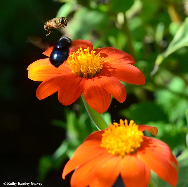 Not giving up and still jockeying for position, the two hover flies try to claim the same flower. (Photo by Kathy Keatley Garvey)