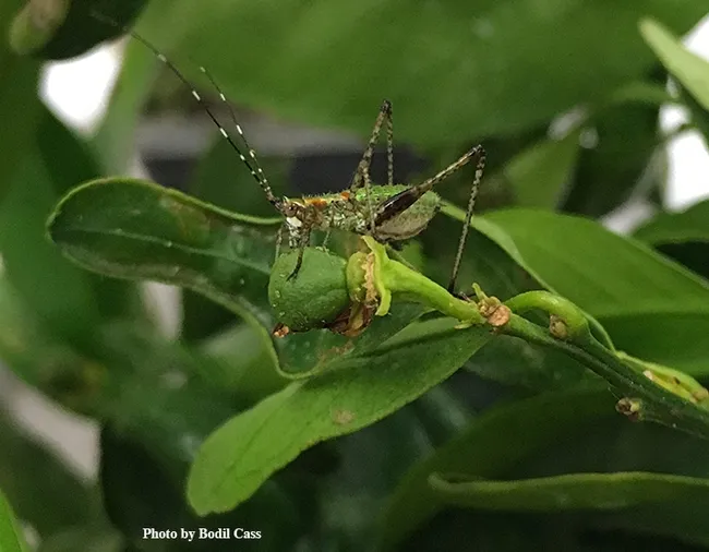 Postdoctoral researcher Bodil Cass will speak on "The Ecoinformatics and the Curious Case of Katydids in California Citrus" at a seminar on Oct. 25 at UC Davis. Here's a photo of the fork-tailed katydid, Scudderia furcata, that she studies. (Photo by Bodil Cass)