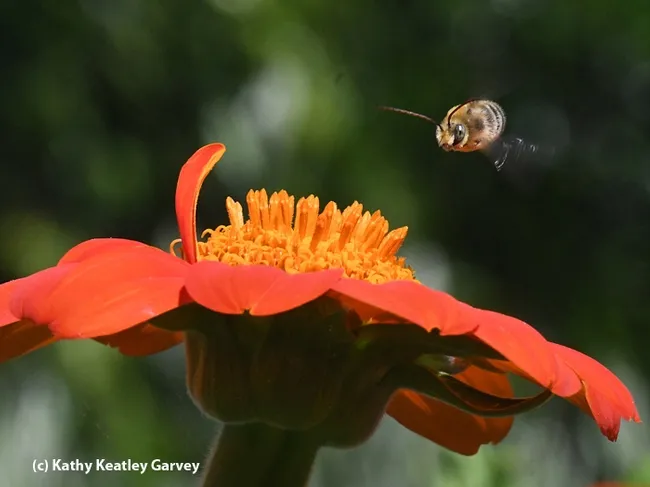"Faster than a Speeding Bullet," shows a long-horned bee in flight, speeding over a Mexican sunflower (Tithonia rotundifolia). This one received an honorable mention in the international contest, Insect Salon. (Photo by Kathy Keatley Garvey)