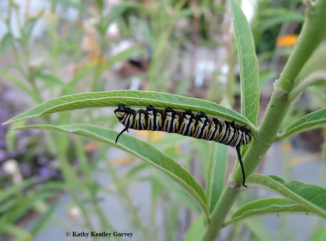 A monarch caterpillar munches on tropical milkweed in Vacaville, Calif. on Friday, Oct. 27. (Photo by Kathy Keatley Garvey)