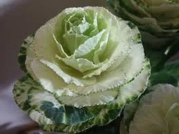 Cabbage