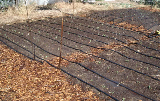 Corn sprouting in garden bed