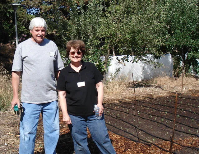 Newly germinated corn