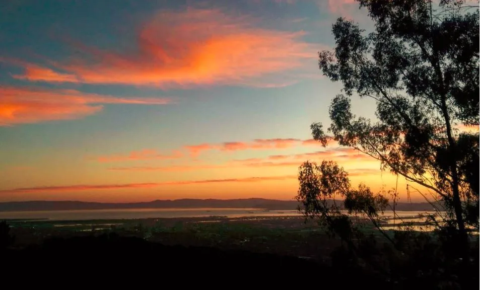Eucalyptus - Berkeley Hills