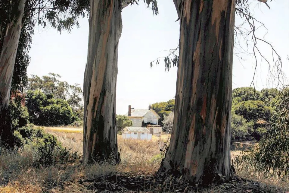 Eucalyptus globulus - Angel Island