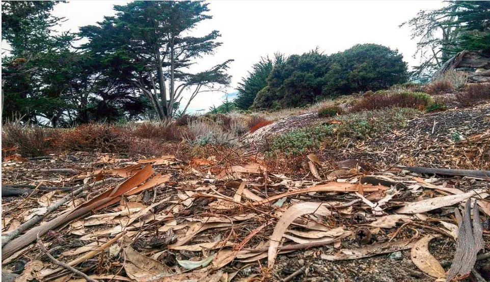 Eucalyptus litter - Carmel by the Sea
