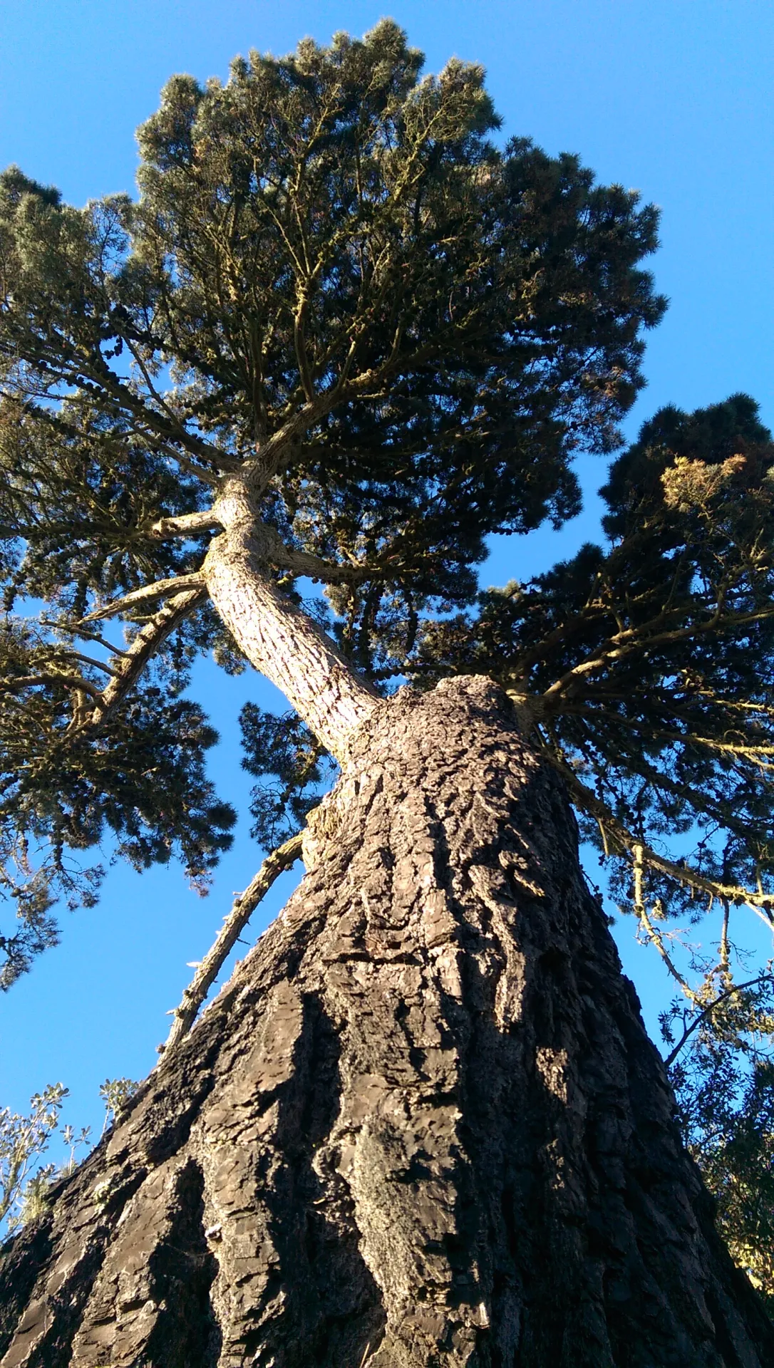 Monterey Pine - Lake Park San Francisco